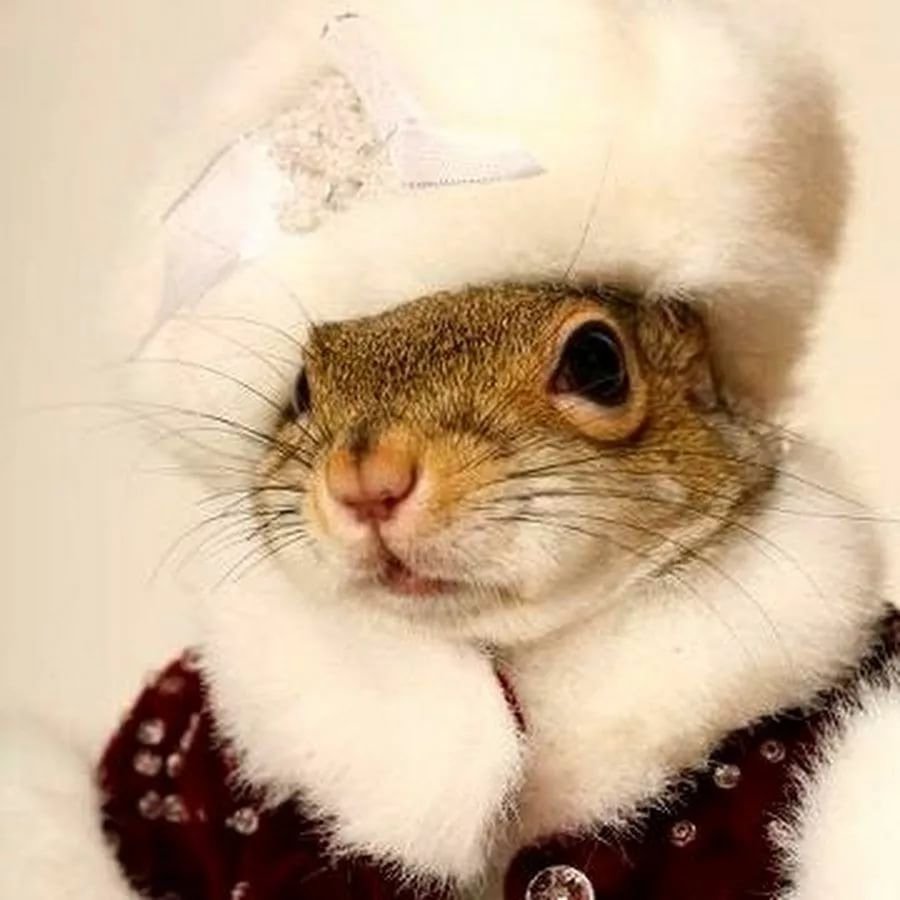 Новогодние белки