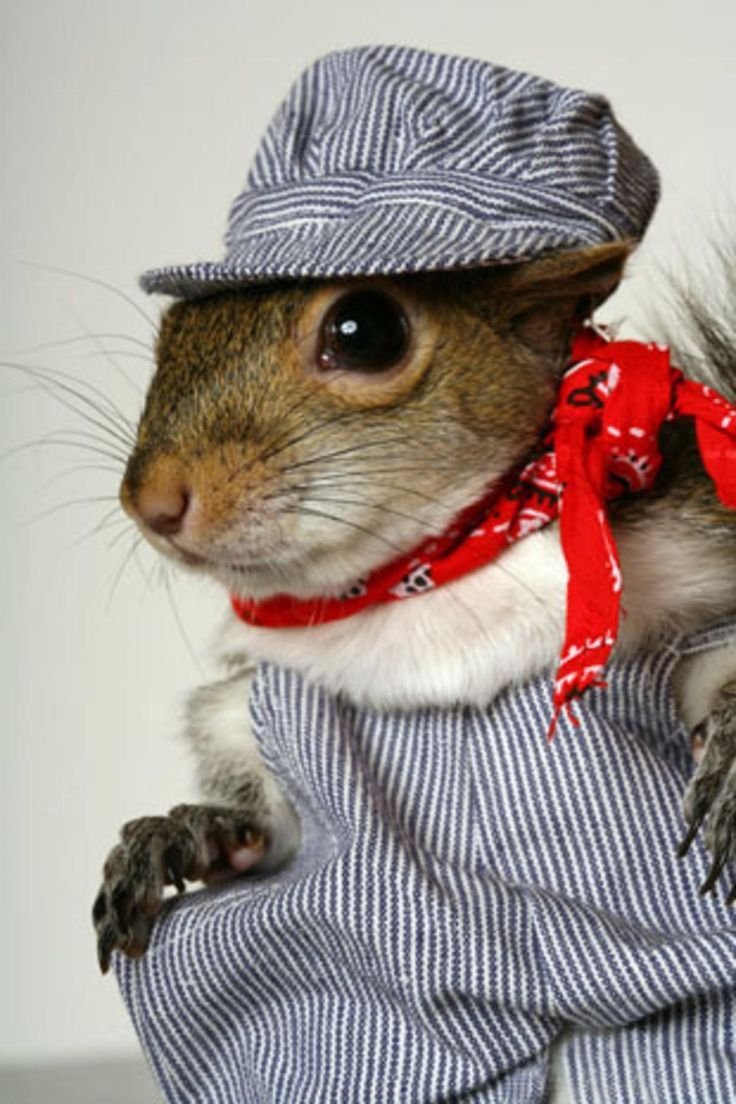 Белка в шарфике