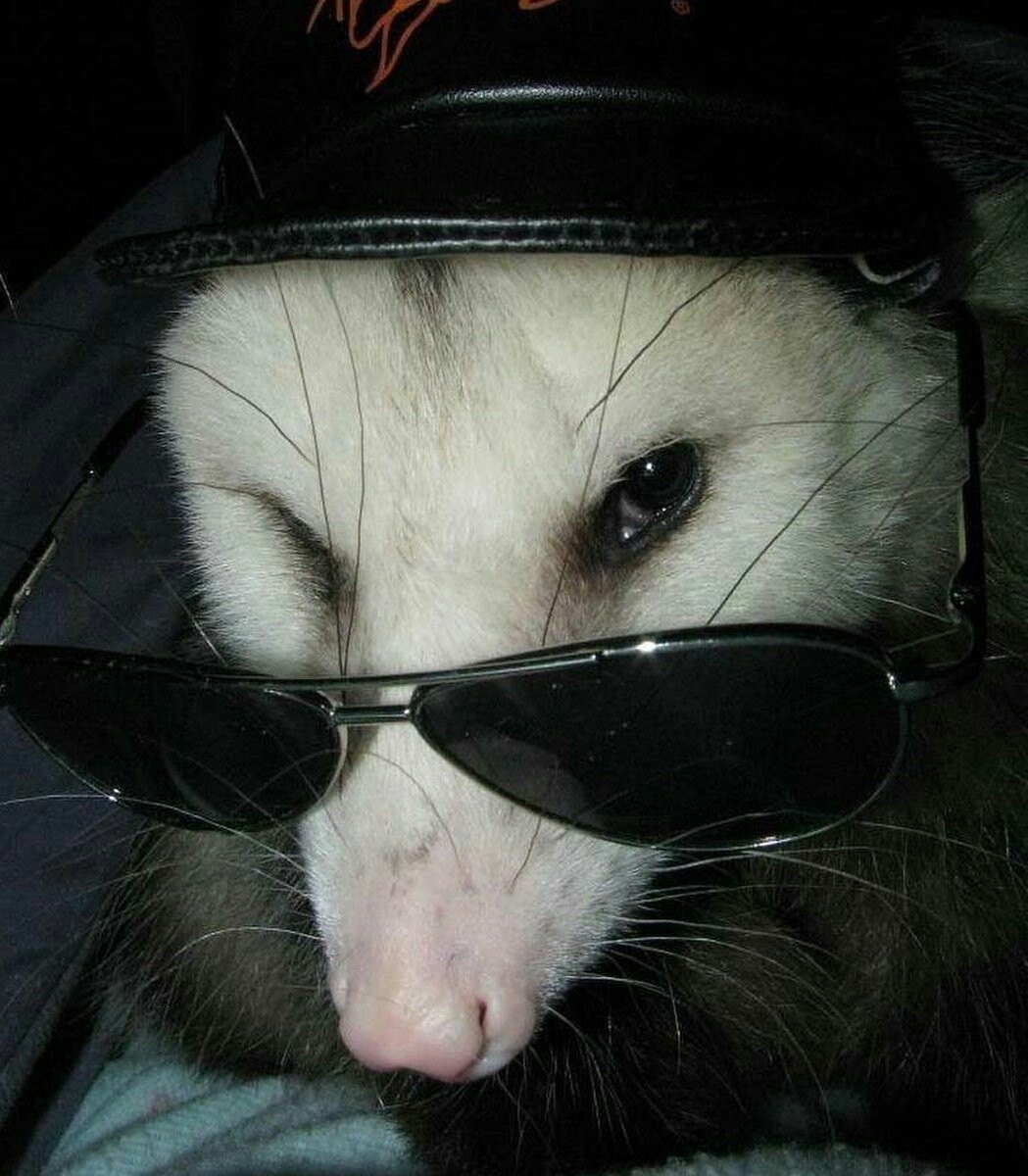 Мемы животные