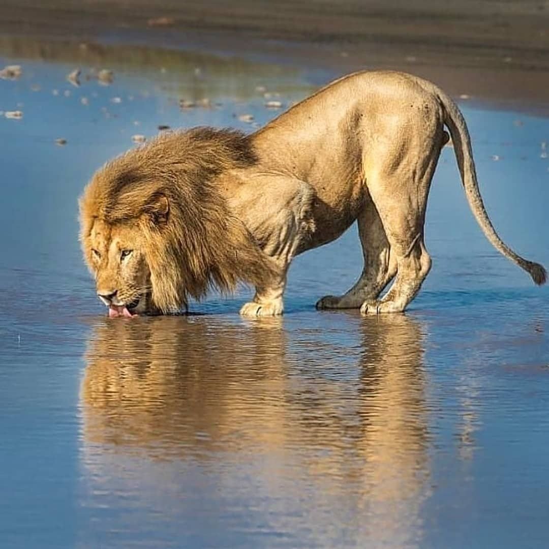 Львица оскал