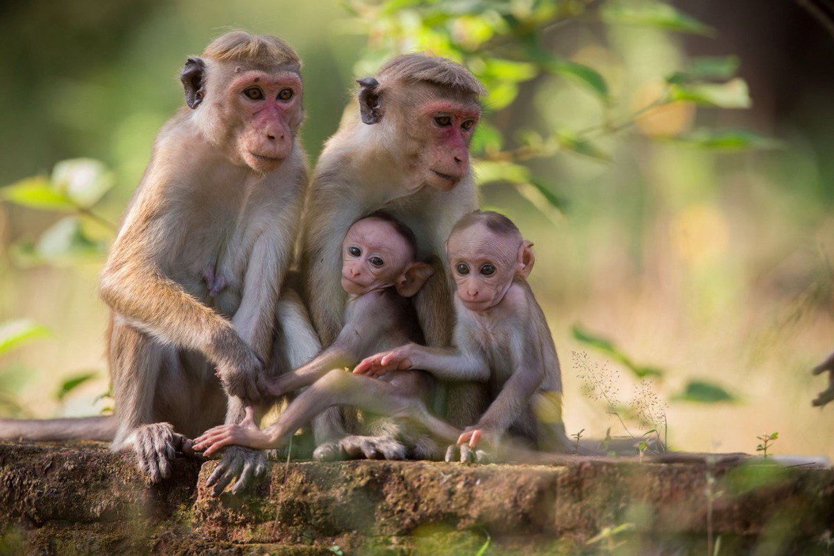 Дикие обезьянки в природе