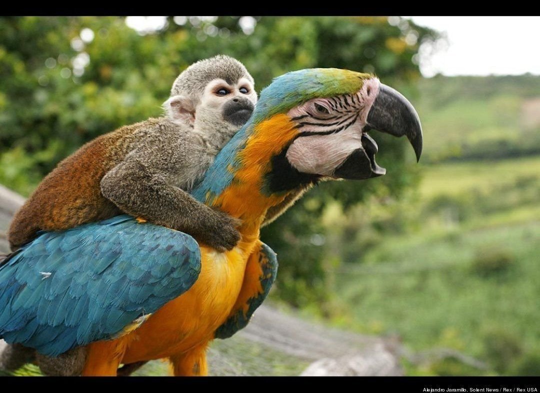 Попугай демотиватор