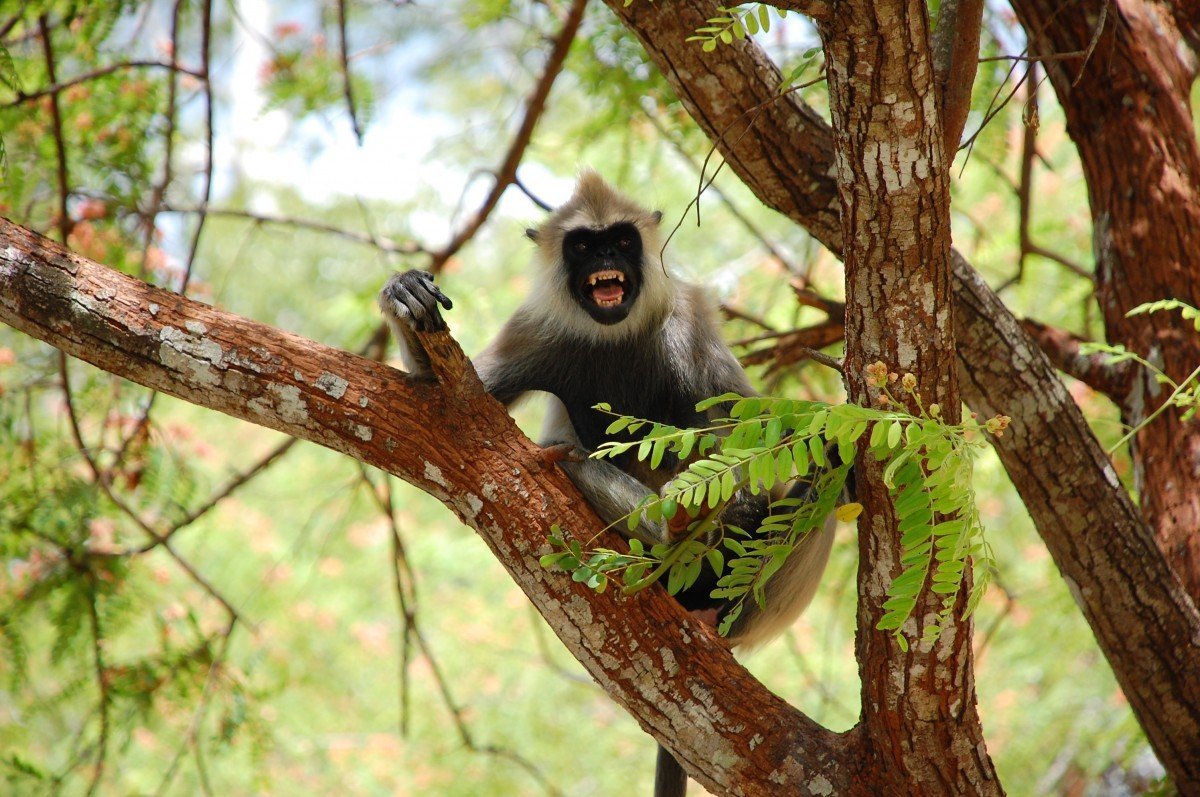 Птицы на тропическом острове