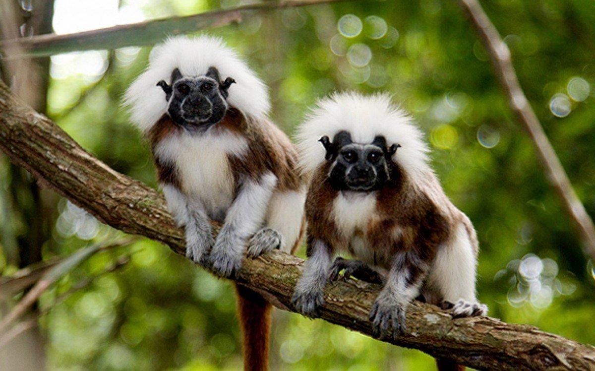 Семья макак