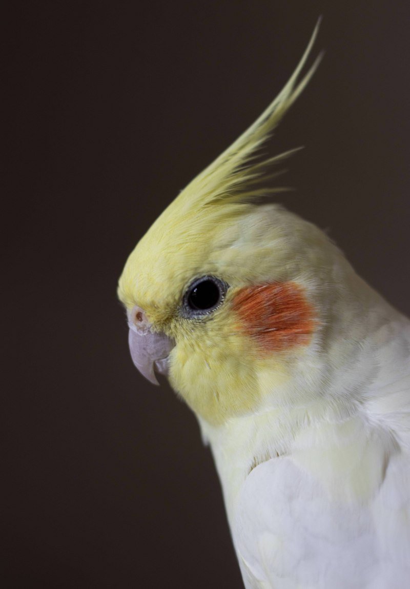 Попугай корелла рисунок