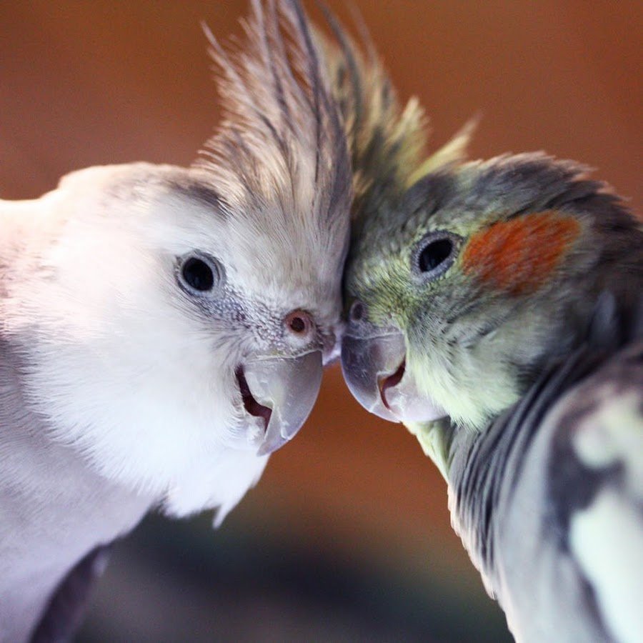 Cockatiels WF попугай