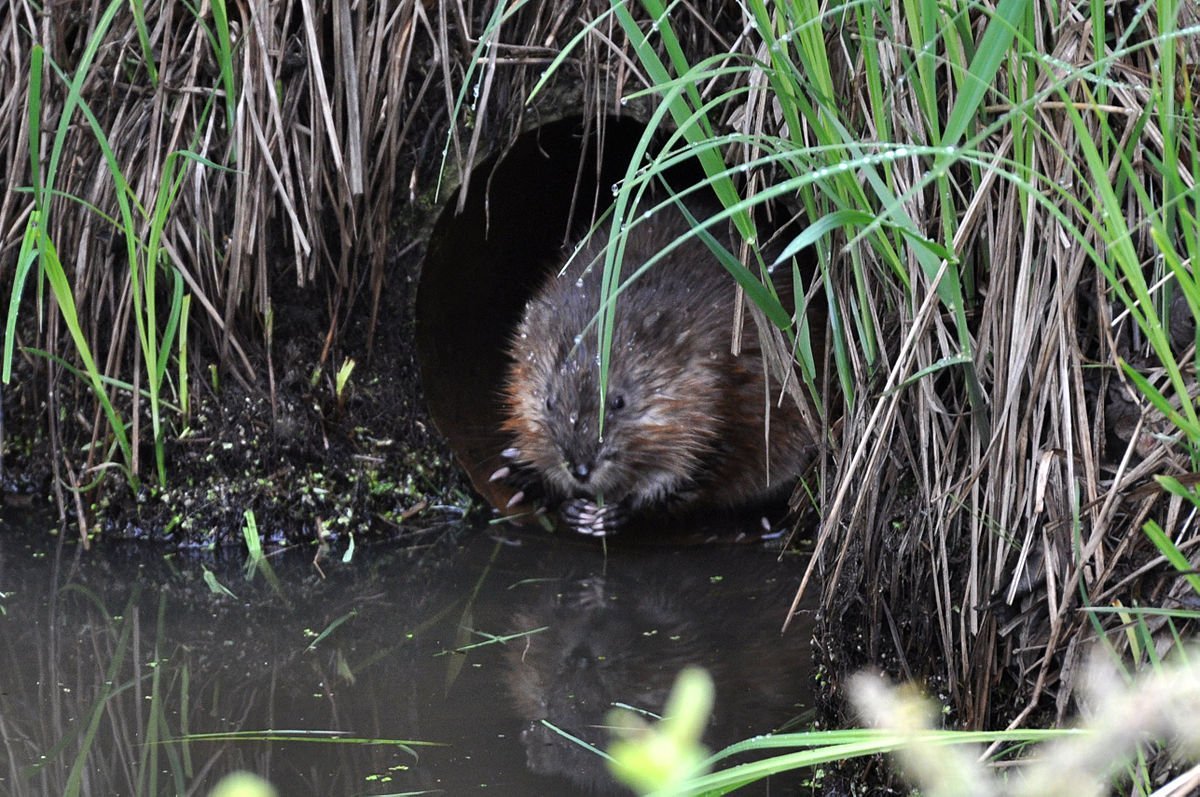 Ondatra zibethicus