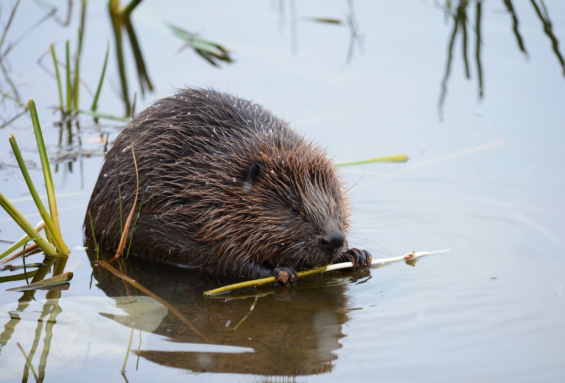 Выдра ондатра выхухоль