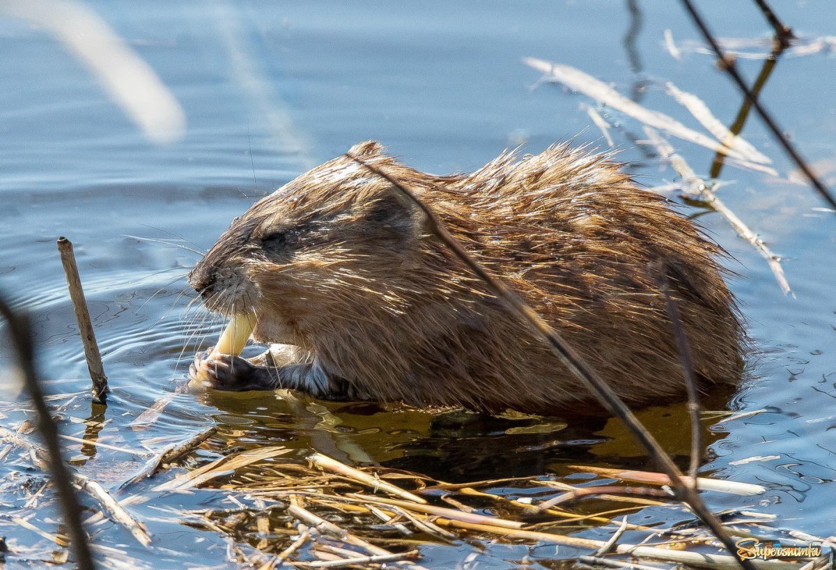 Канадская ондатра
