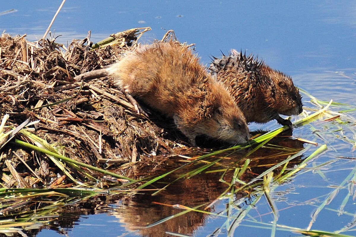 Ондатра Речная хатка