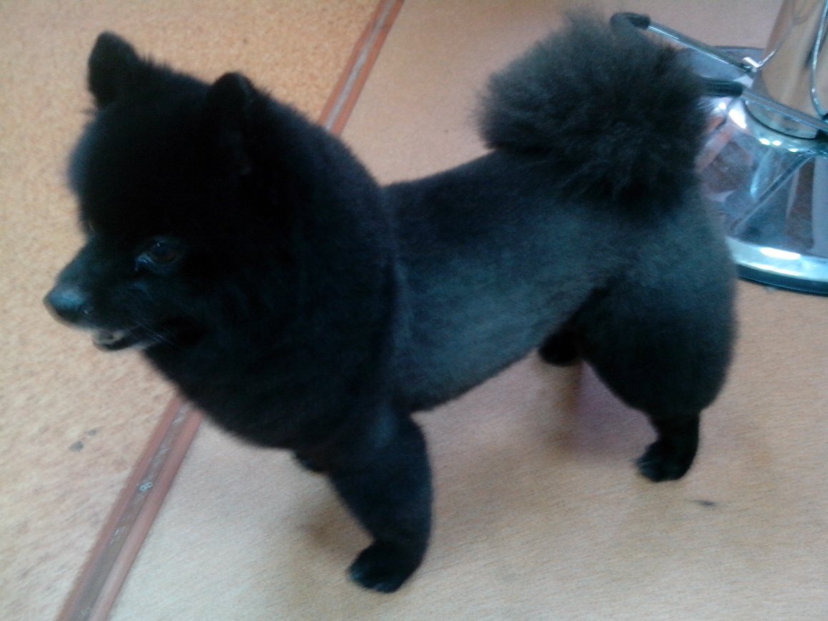 Немецкий померанский шпиц черный