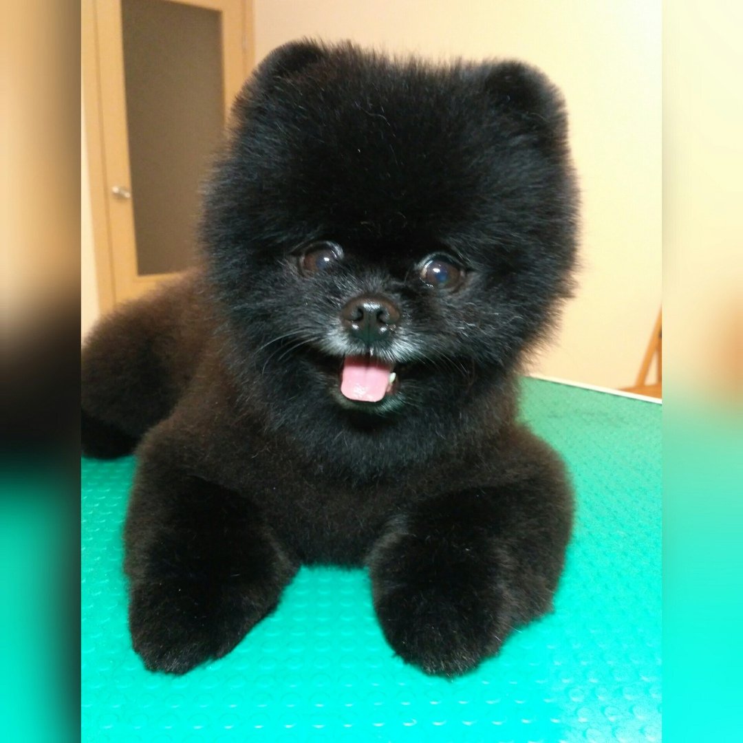 Шпиц черный после стрижки