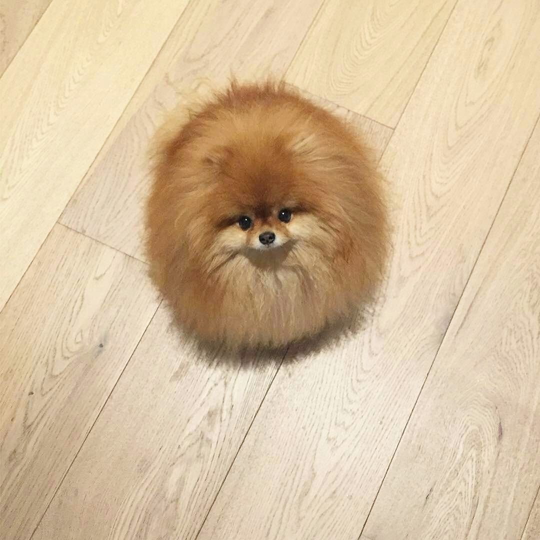 Японский шпиц стрижка