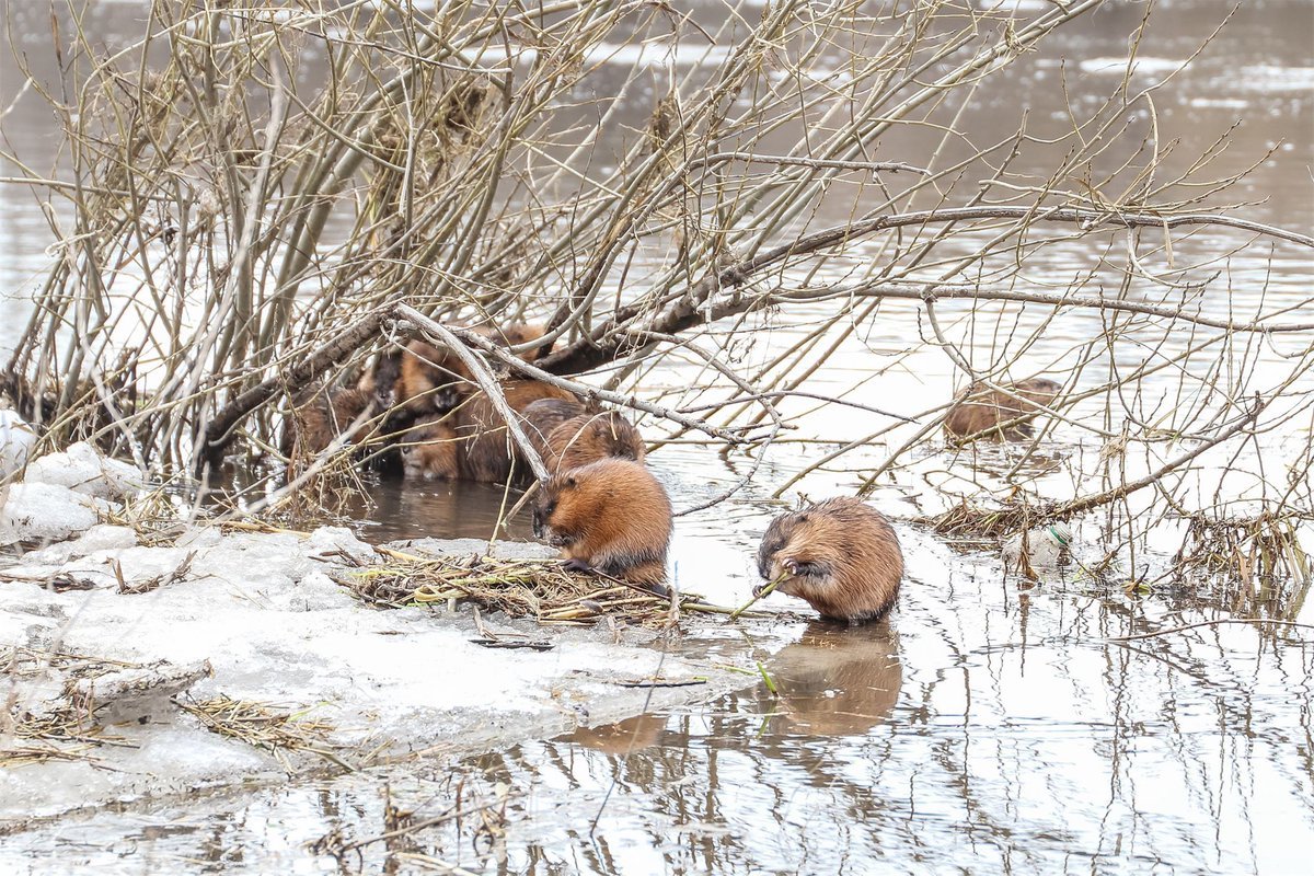 Ондатры Култучного озера Петропавловск Камчатский