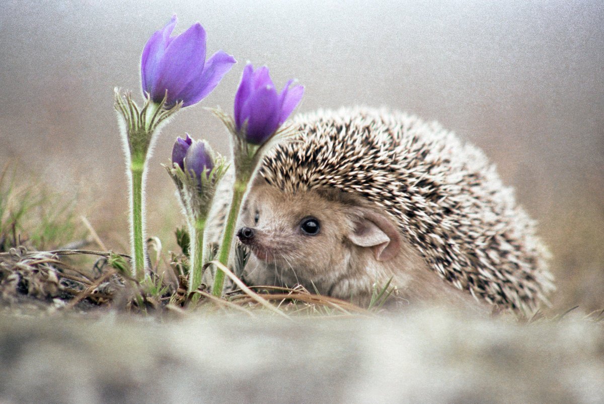 Еж весной