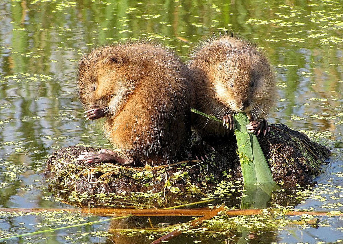 Ондатра (лат. Ondatra zibethicus)