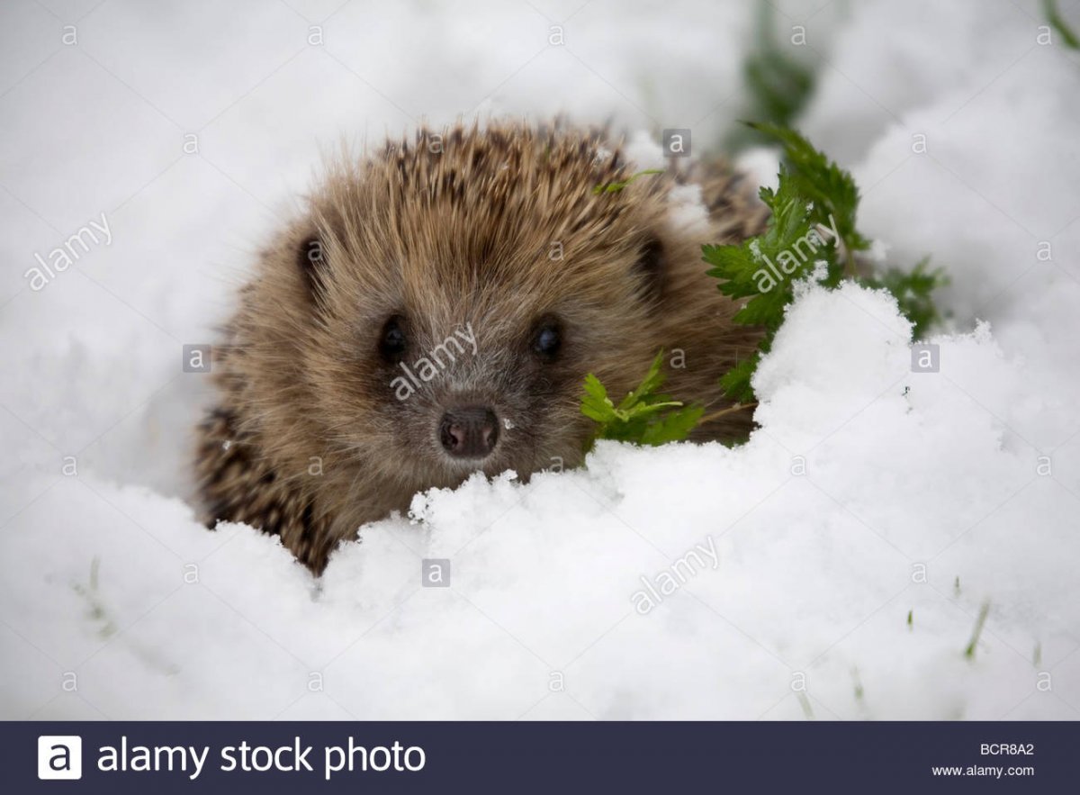 Ежик в снегу