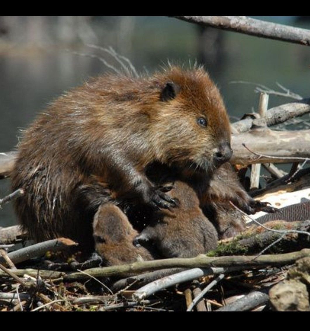 Бобр бобриха и бобрята