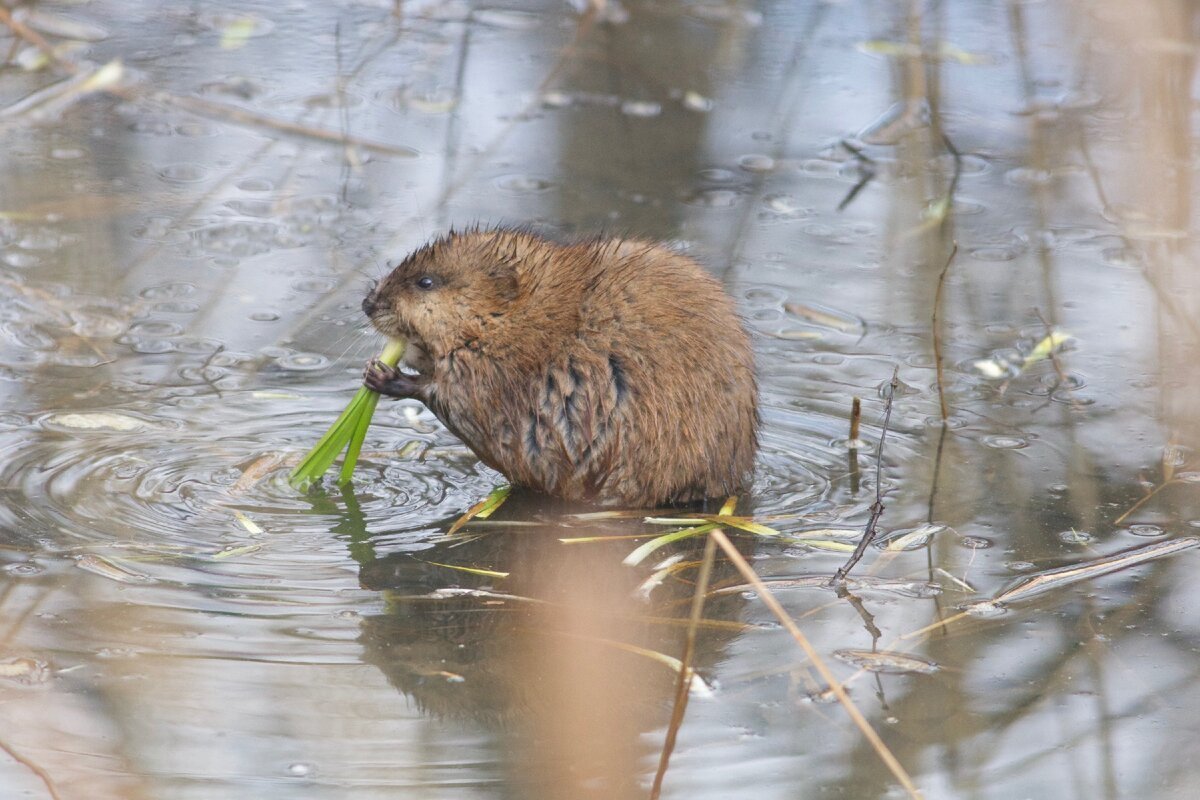 Ондатра в Покровском Стрешнево