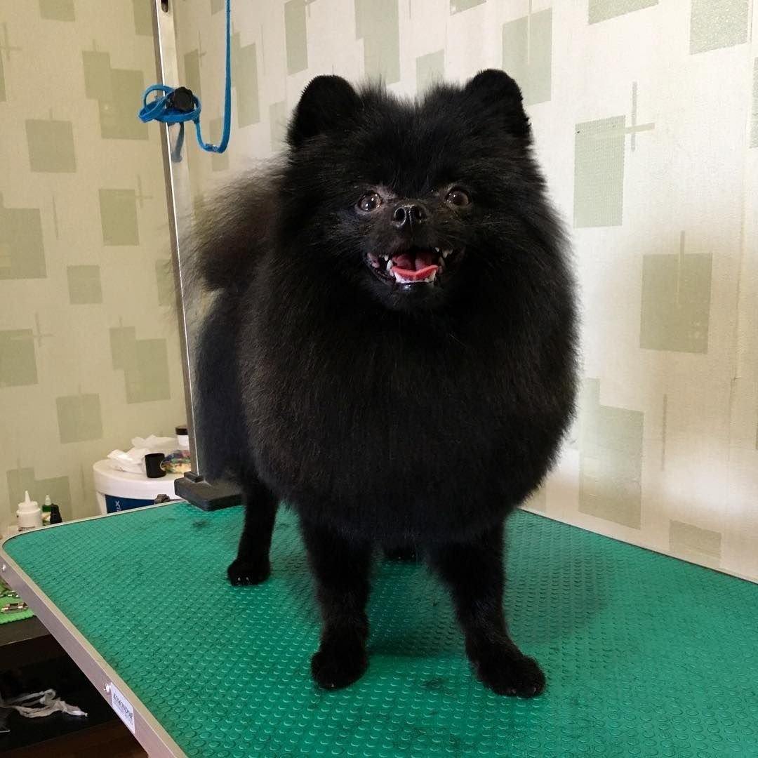 Королевский шпиц черный