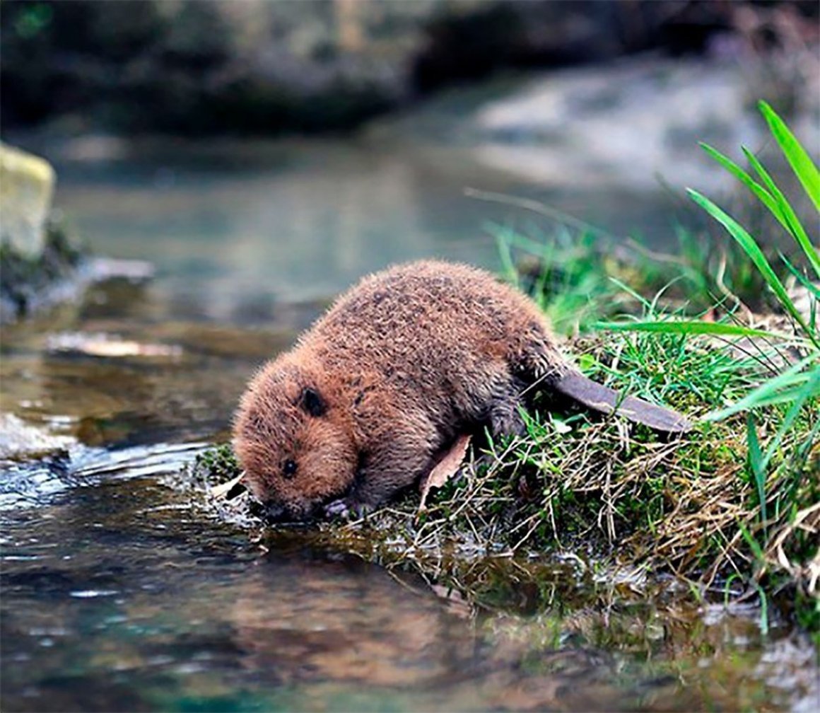Бобр бобриха и бобрята