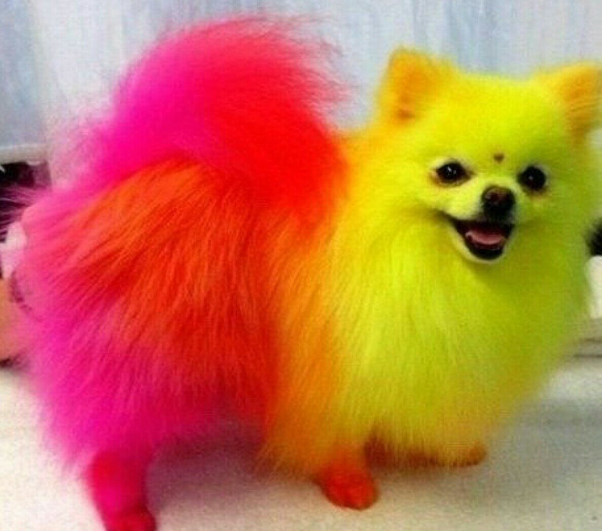 Померанский шпиц шоколадный