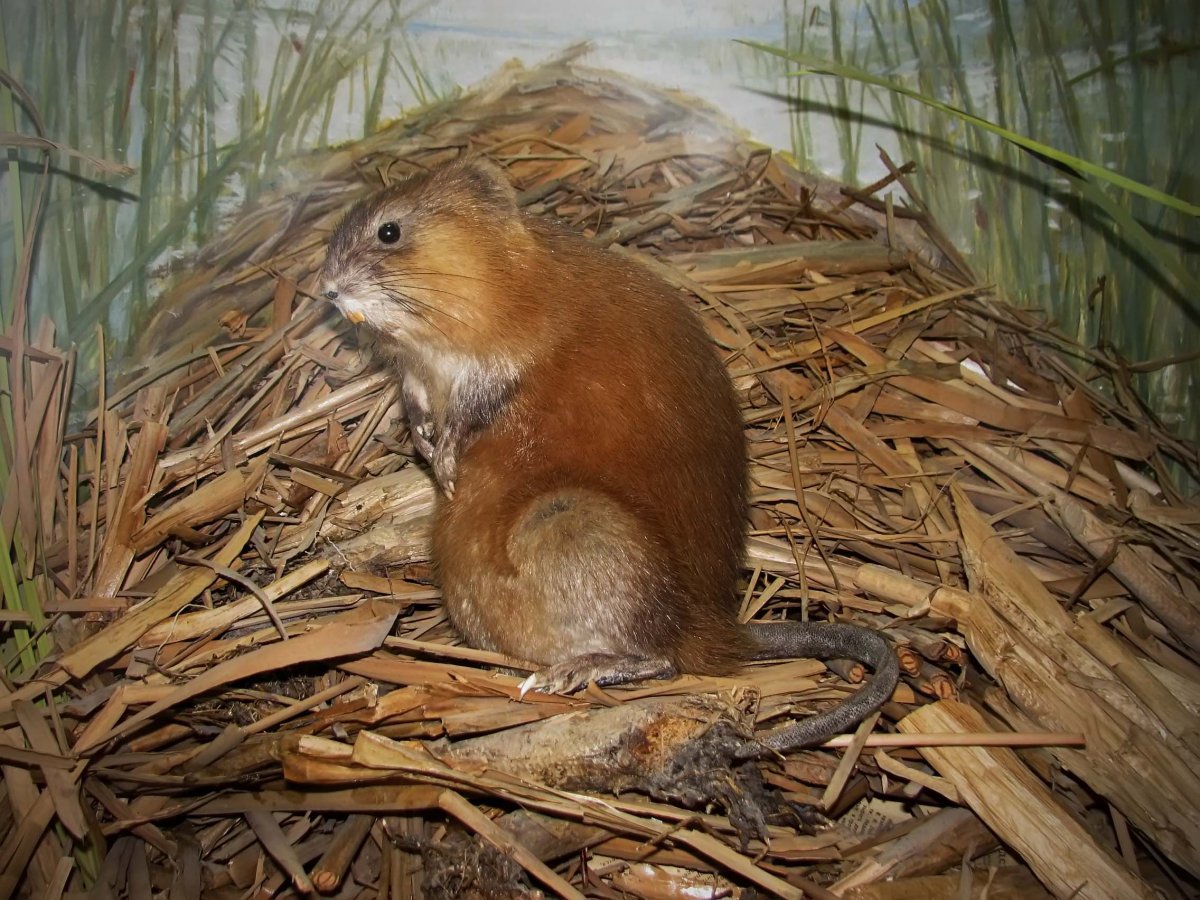 Домик ондатры