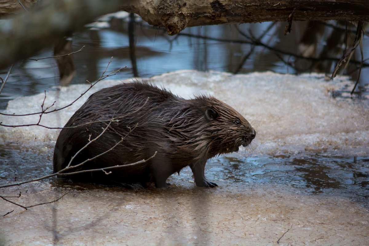 Обыкновенный Бобр плотина