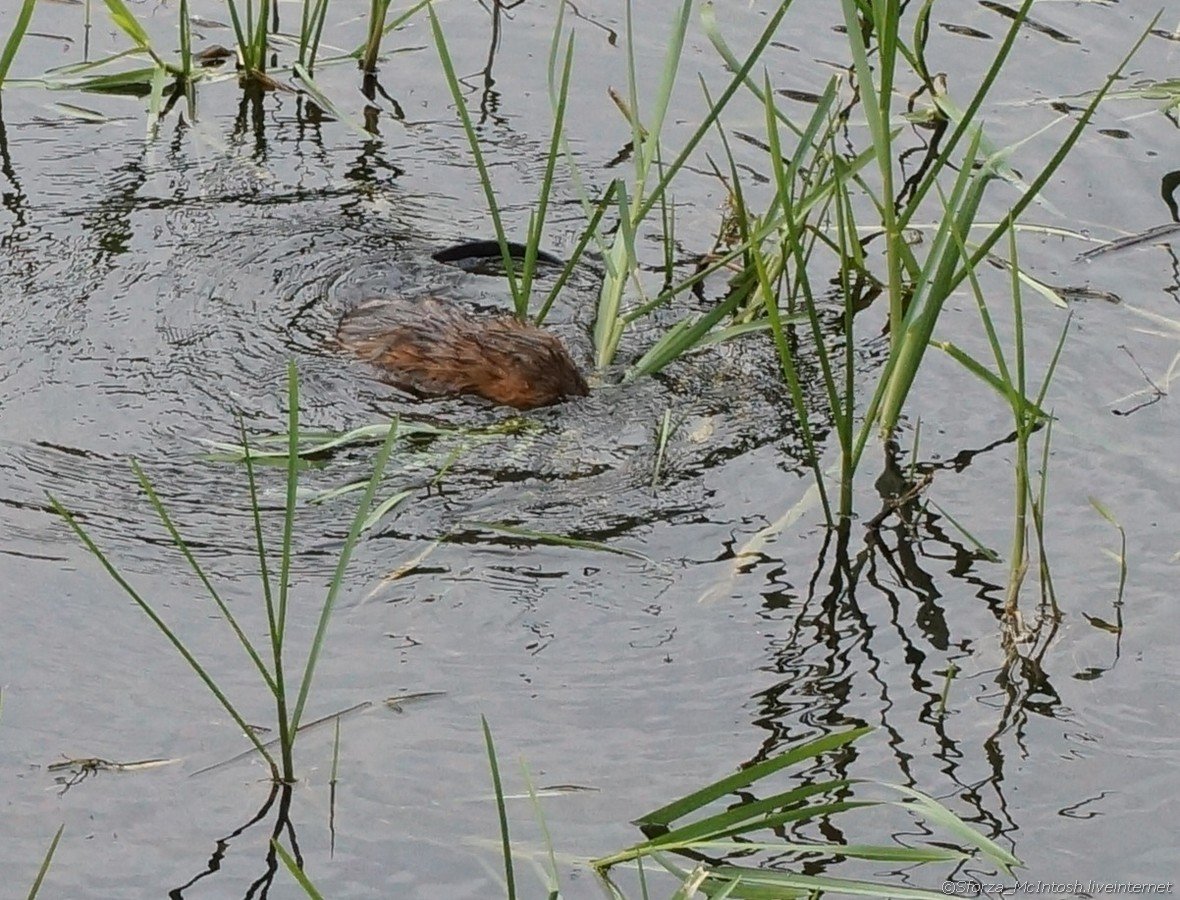 Ондатра на Иртыше