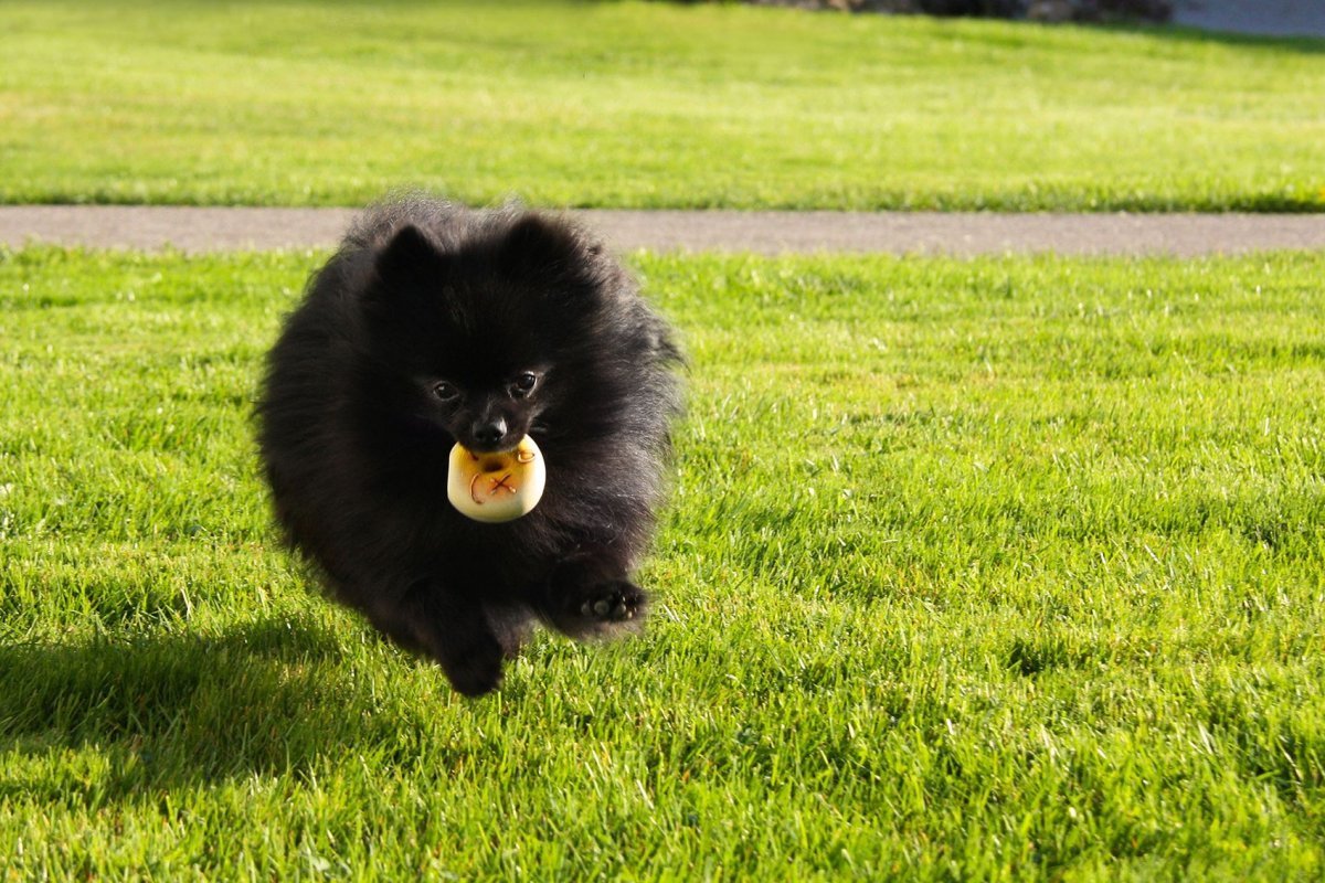 Стрижка шпица померанского черного