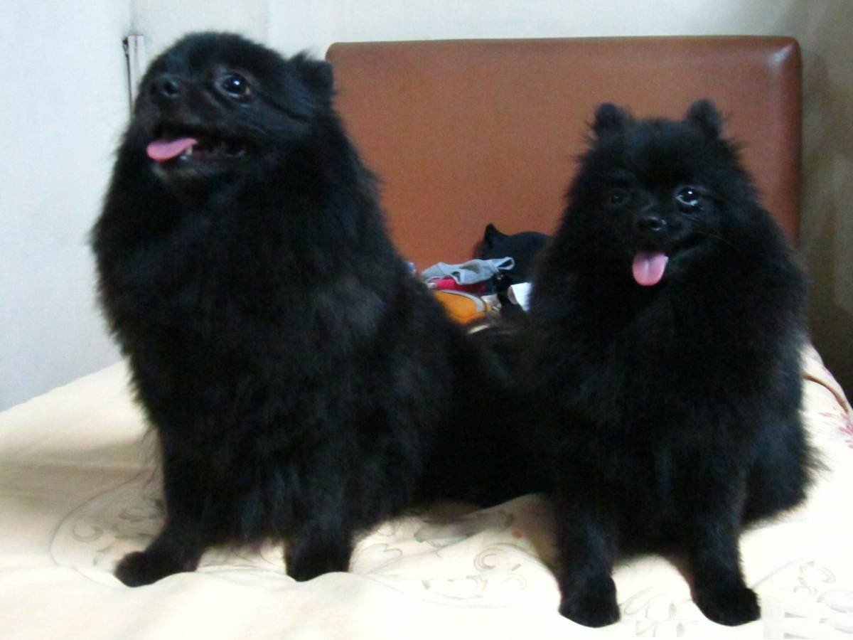 Померанский шпиц ёнтан