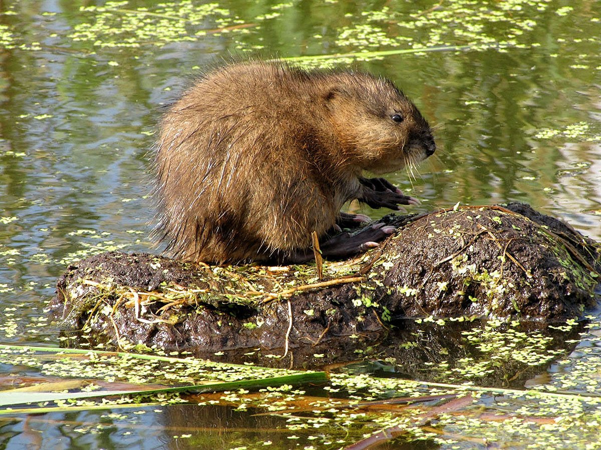Ондатра Болотная