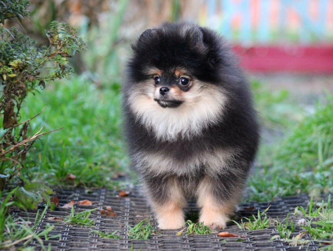 Померанский шпиц тефтелька