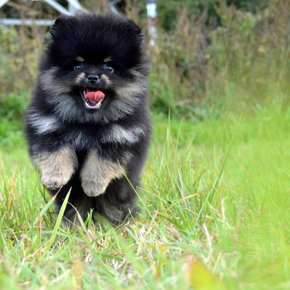 Шпиц щенок малыш черный