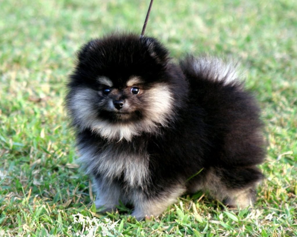 Померанский шпиц белый подстриженный