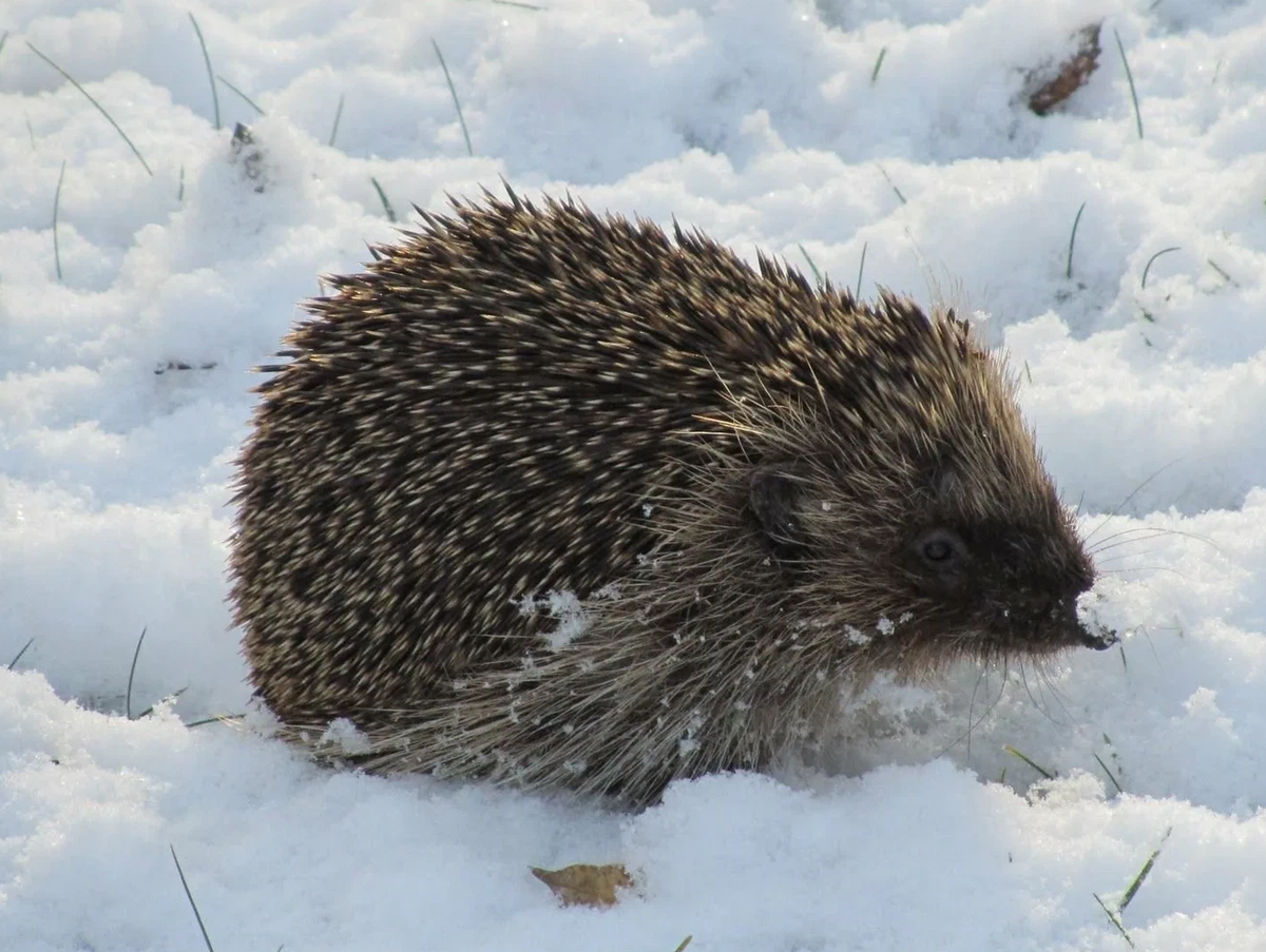 Еж зимой в лесу