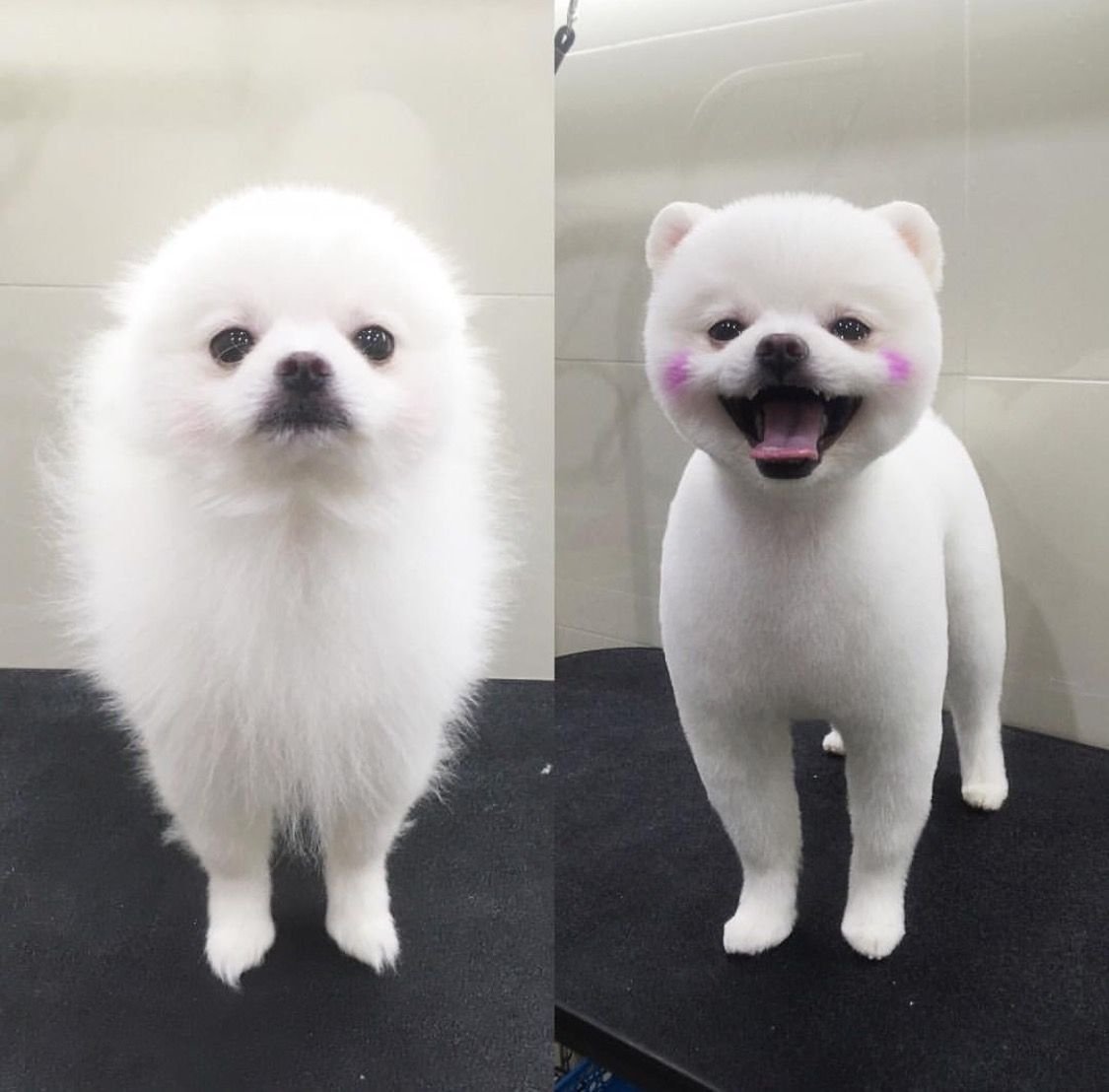 Померанский шпиц тефтелька