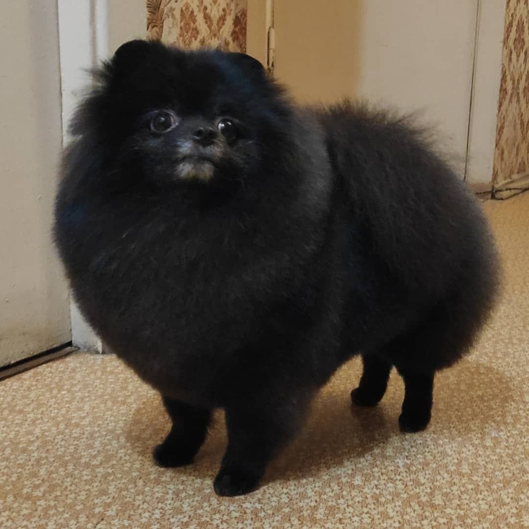 Стрижка черного шпица