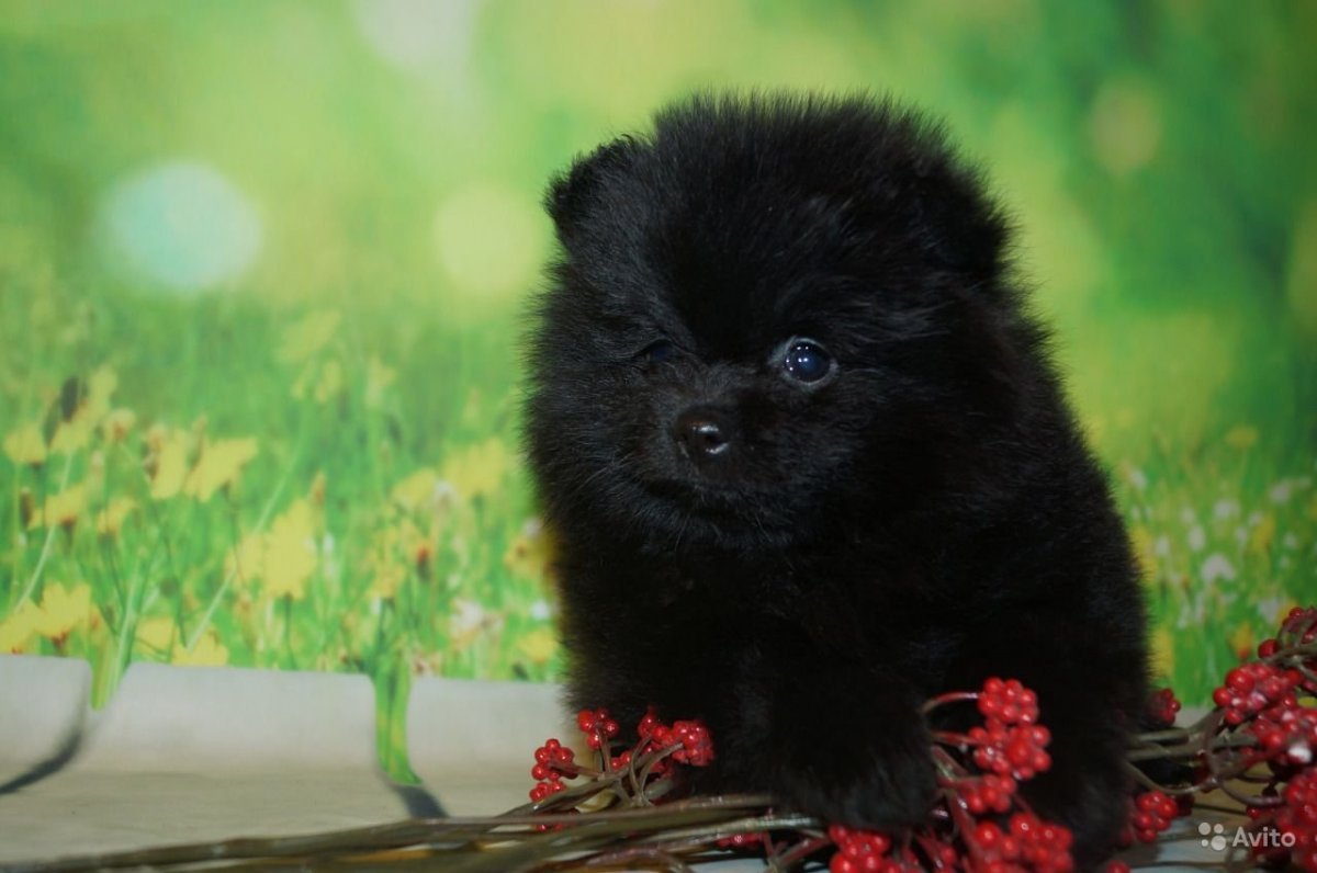 Гросс шпиц черный