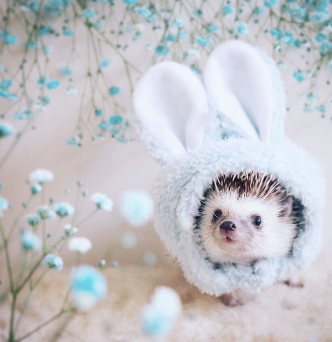 Самые красивые и милые зверюшки