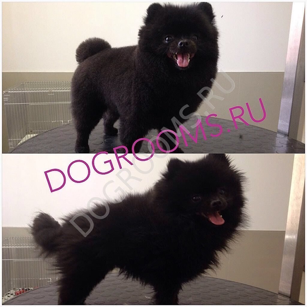 Стрижка шпица померанского черного