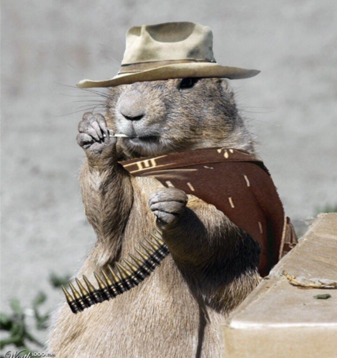 Калан, или морская выдра