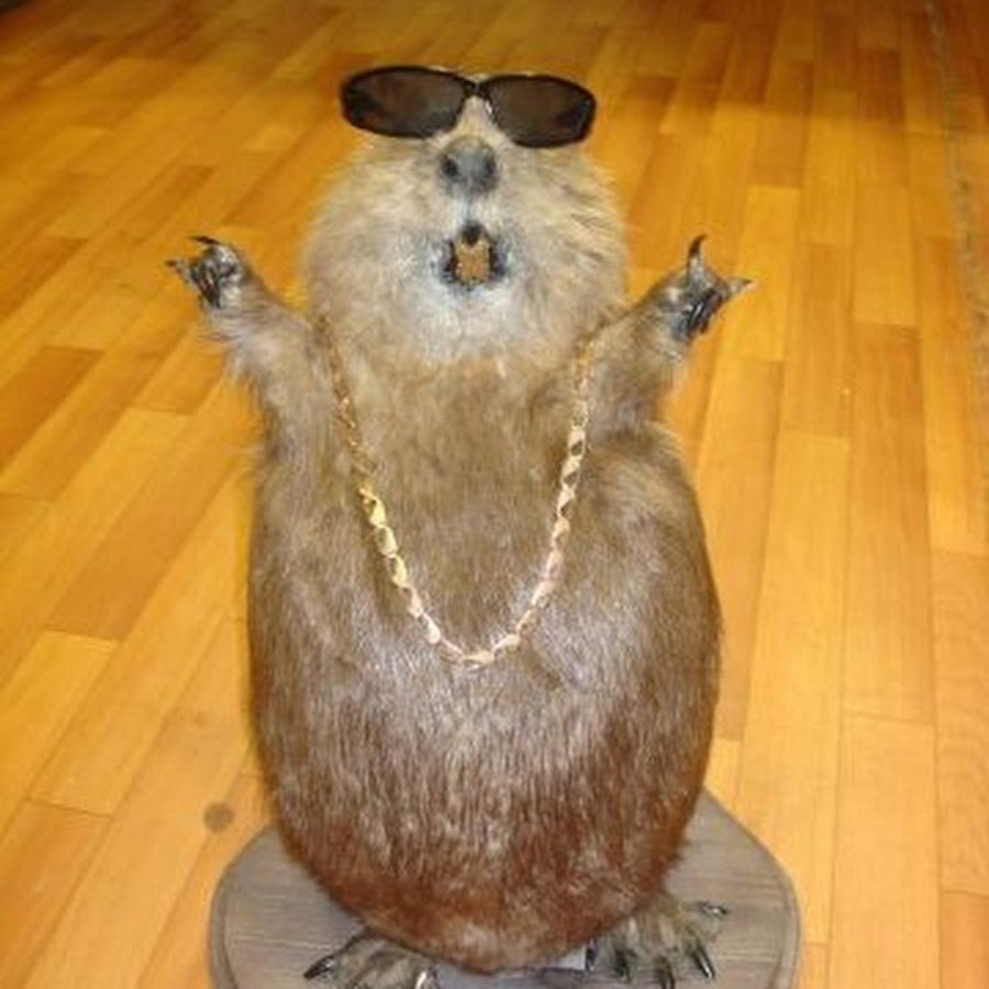 Бобры проснулись