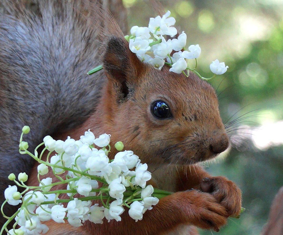 Милая выдра в шапочке
