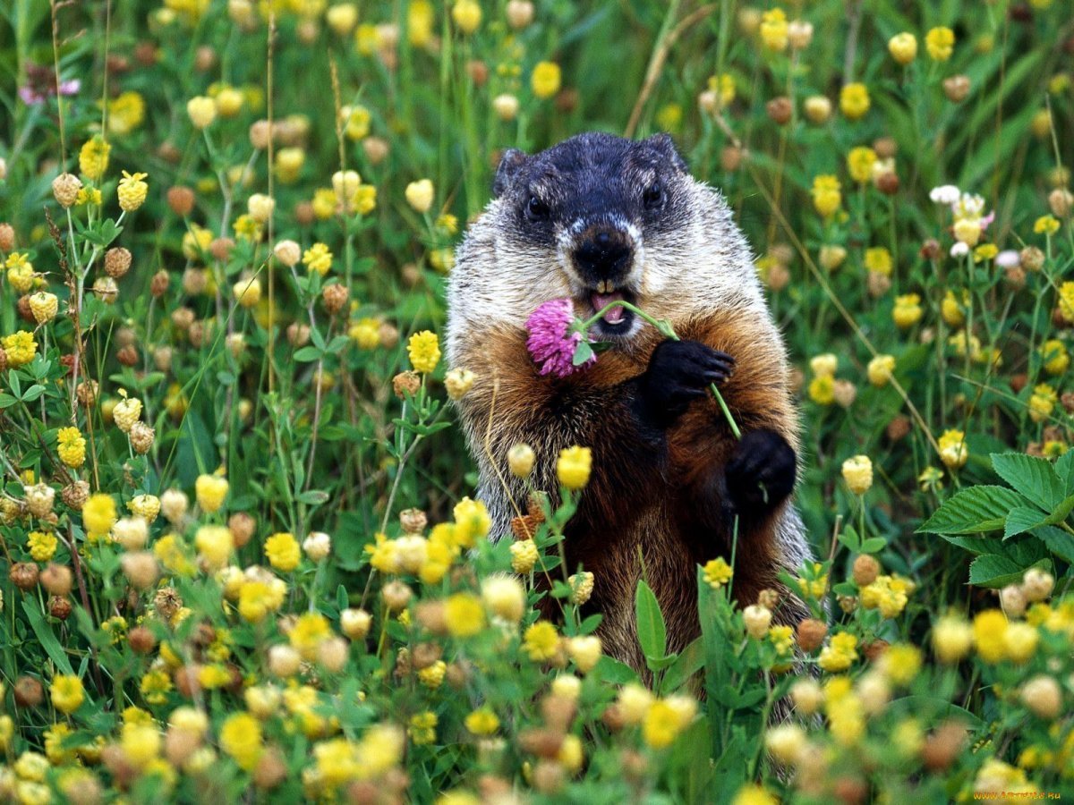 Хомяк Байбак