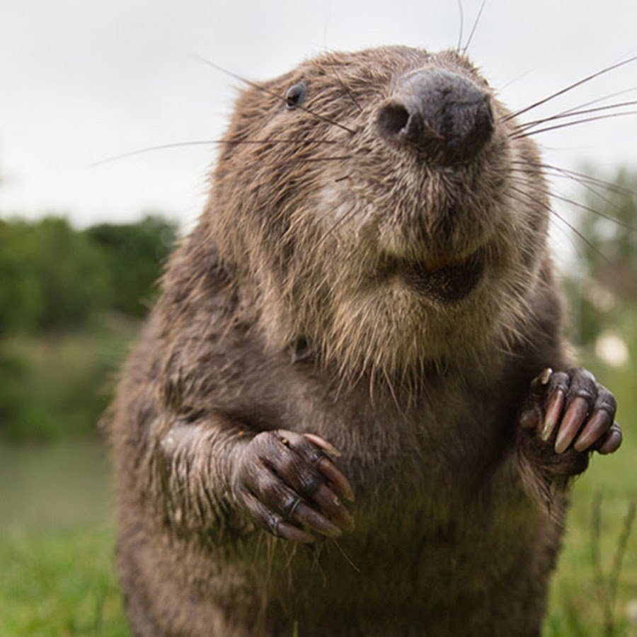 Что едят бобры