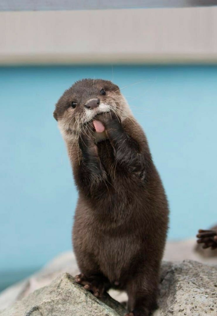 Прикольный Бобр