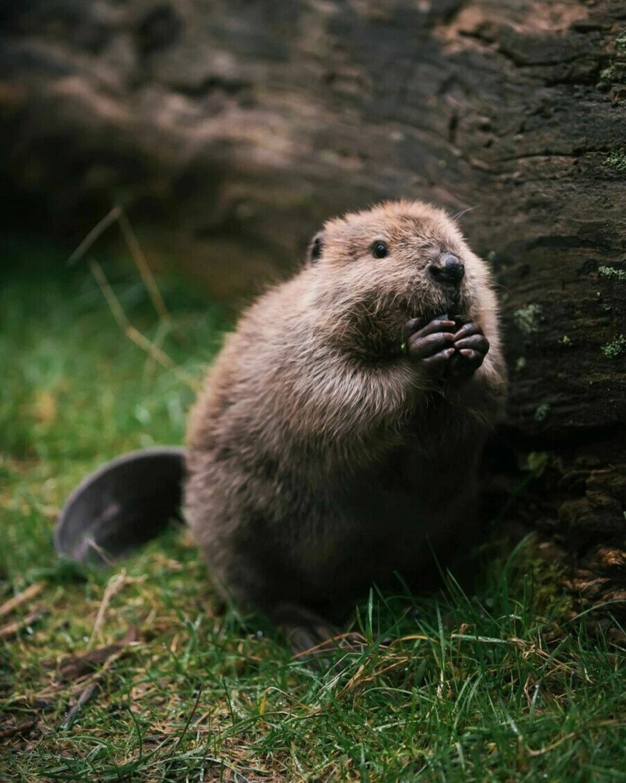 Тувинский Бобр