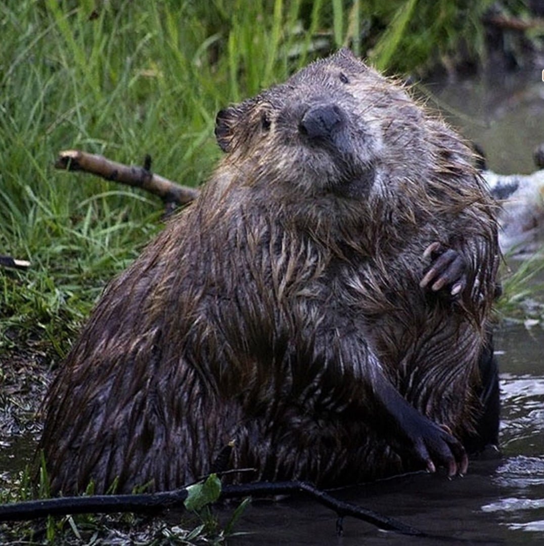 Детеныши калана морской выдры