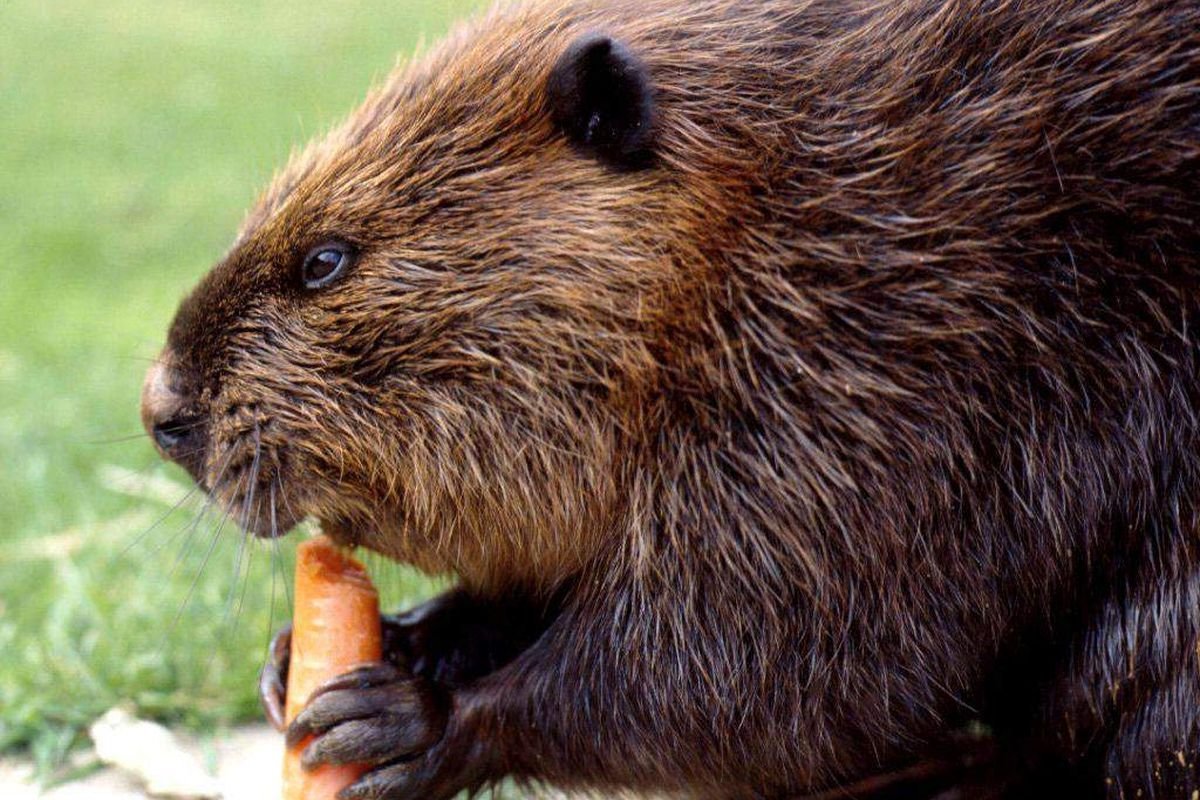 Бобер сбоку